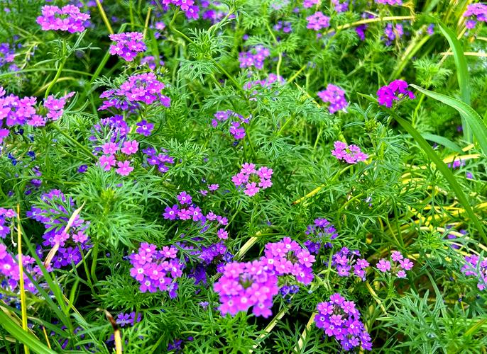 细叶美女樱的主要价值？细叶美女樱介绍？-第5张图片-优品飞百科