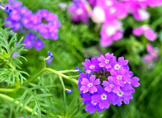 细叶美女樱的主要价值？细叶美女樱介绍？-第6张图片-优品飞百科