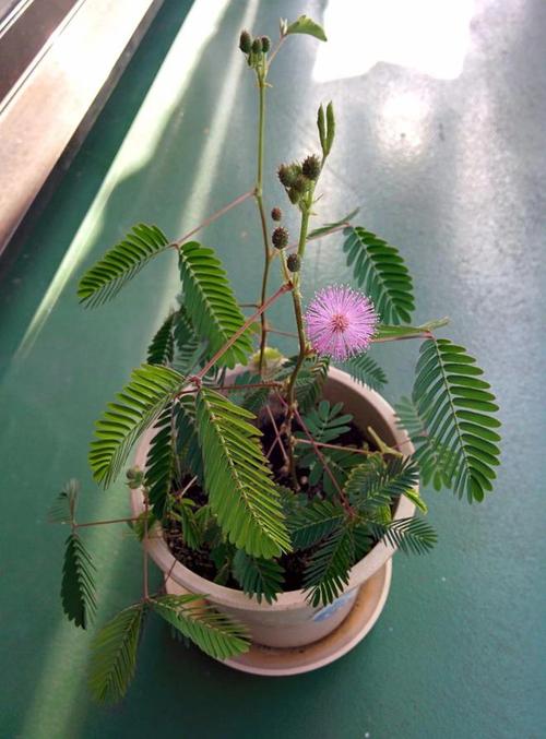 含羞草有毒吗，含羞草对人体有害吗？含羞草有危害吗？