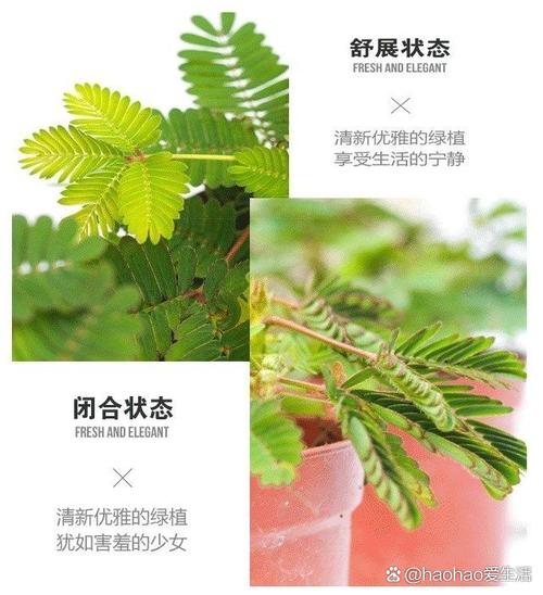 含羞草有毒吗，含羞草对人体有害吗？含羞草有危害吗？-第2张图片-优品飞百科