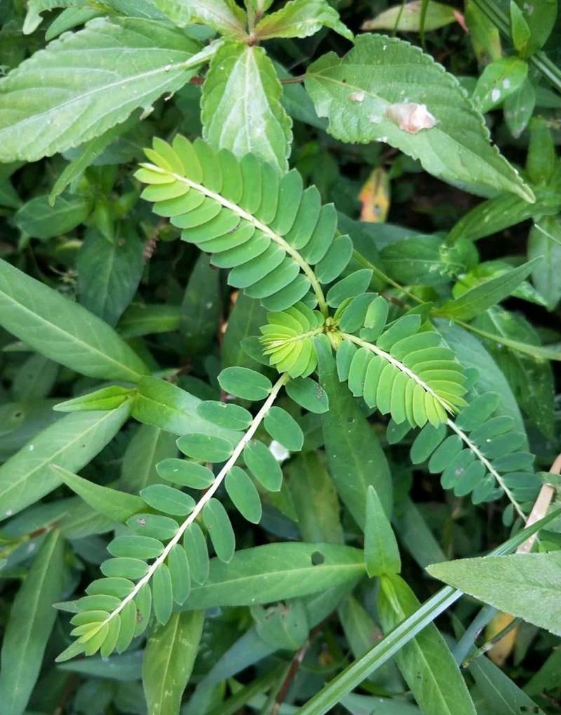 含羞草有毒吗，含羞草对人体有害吗？含羞草有危害吗？-第3张图片-优品飞百科