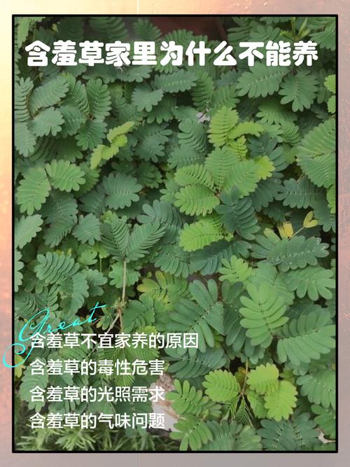 含羞草有毒吗，含羞草对人体有害吗？含羞草有危害吗？-第4张图片-优品飞百科