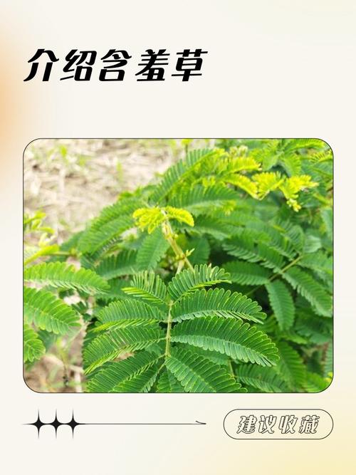 含羞草有毒吗，含羞草对人体有害吗？含羞草有危害吗？-第5张图片-优品飞百科