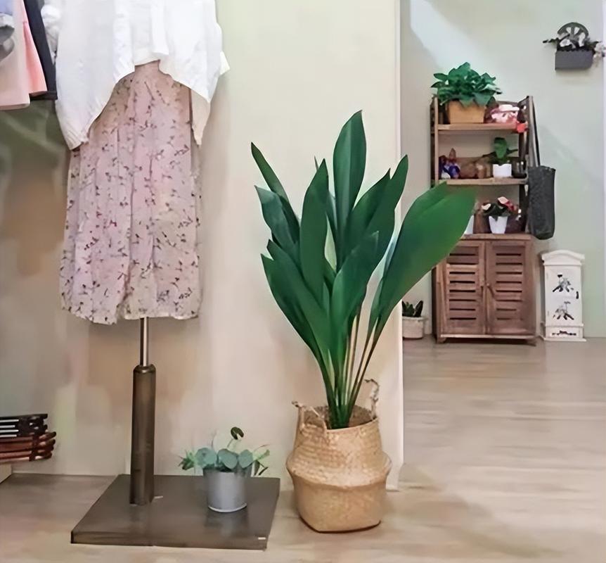 家里养银皇后有哪些好处？银皇后好养活吗？