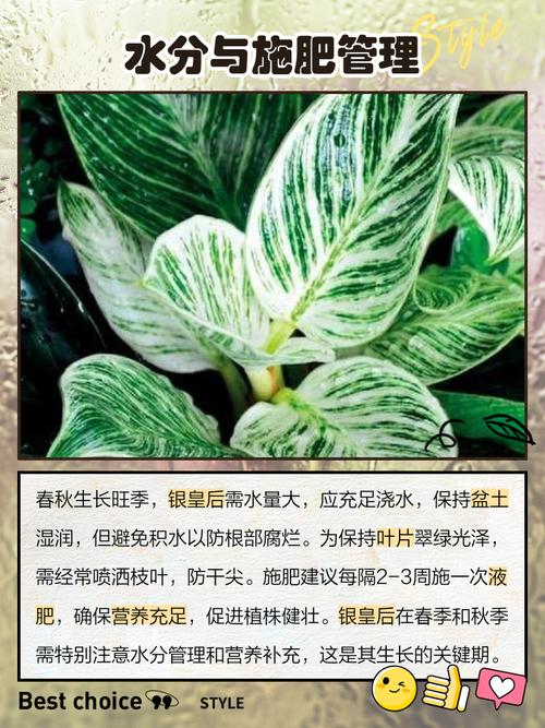 家里养银皇后有哪些好处？银皇后好养活吗？-第4张图片-优品飞百科