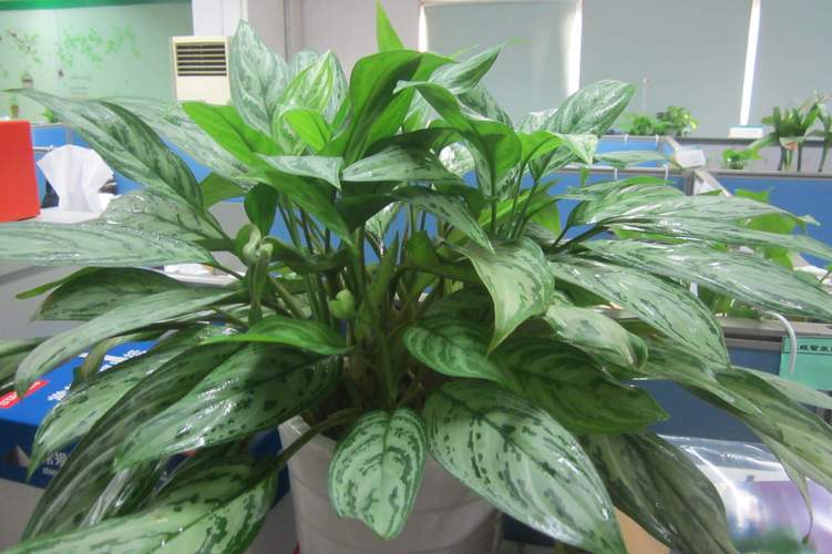 家里养银皇后有哪些好处？银皇后好养活吗？-第5张图片-优品飞百科