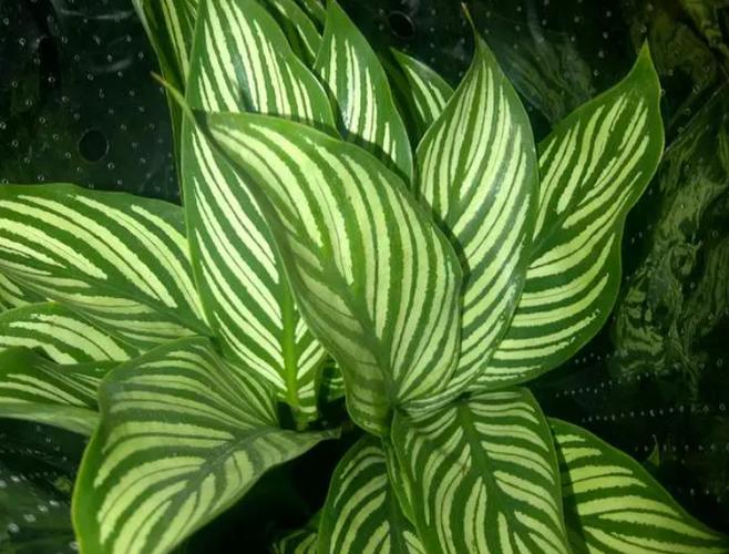 家里养银皇后有哪些好处？银皇后好养活吗？-第6张图片-优品飞百科