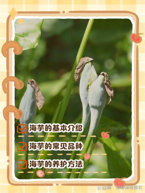 海芋的主要功效及其价值，海芋的主要功效及其价值是什么