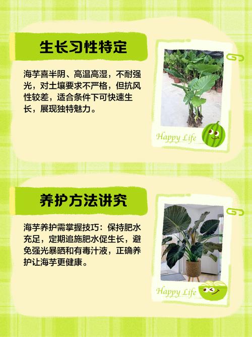 海芋的主要功效及其价值，海芋的主要功效及其价值是什么-第2张图片-优品飞百科