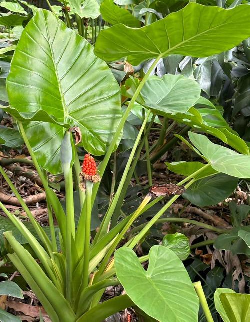 海芋的主要功效及其价值，海芋的主要功效及其价值是什么-第3张图片-优品飞百科