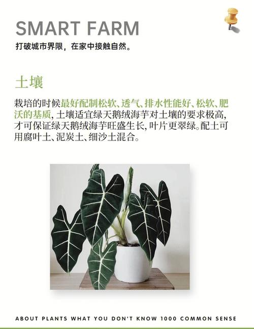 海芋的主要功效及其价值，海芋的主要功效及其价值是什么-第4张图片-优品飞百科