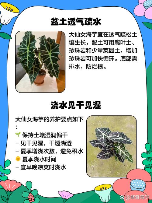 海芋的主要功效及其价值，海芋的主要功效及其价值是什么-第5张图片-优品飞百科