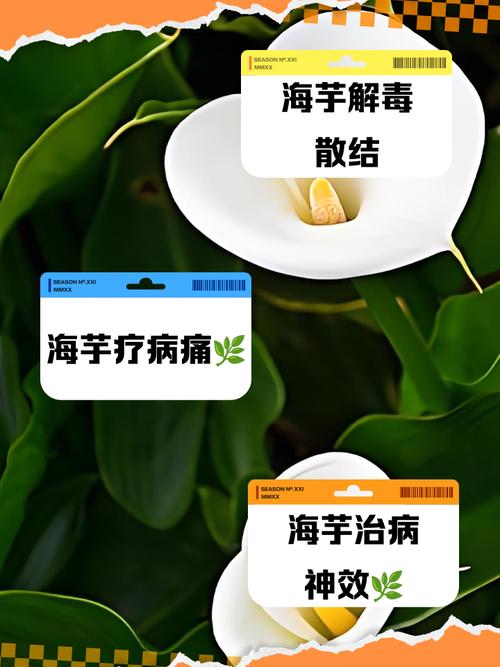 海芋的主要功效及其价值，海芋的主要功效及其价值是什么-第6张图片-优品飞百科