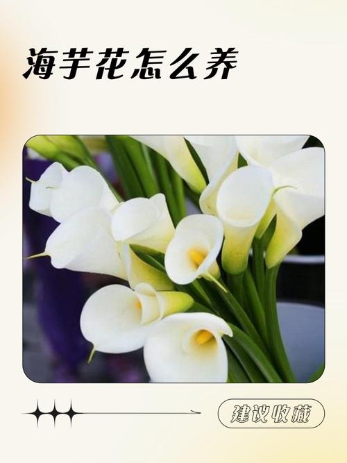 海芋的主要功效及其价值，海芋的主要功效及其价值是什么-第7张图片-优品飞百科