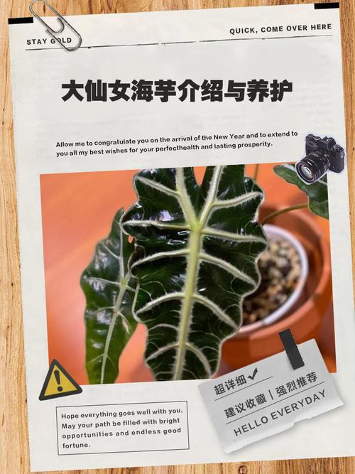 海芋的主要功效及其价值，海芋的主要功效及其价值是什么-第8张图片-优品飞百科