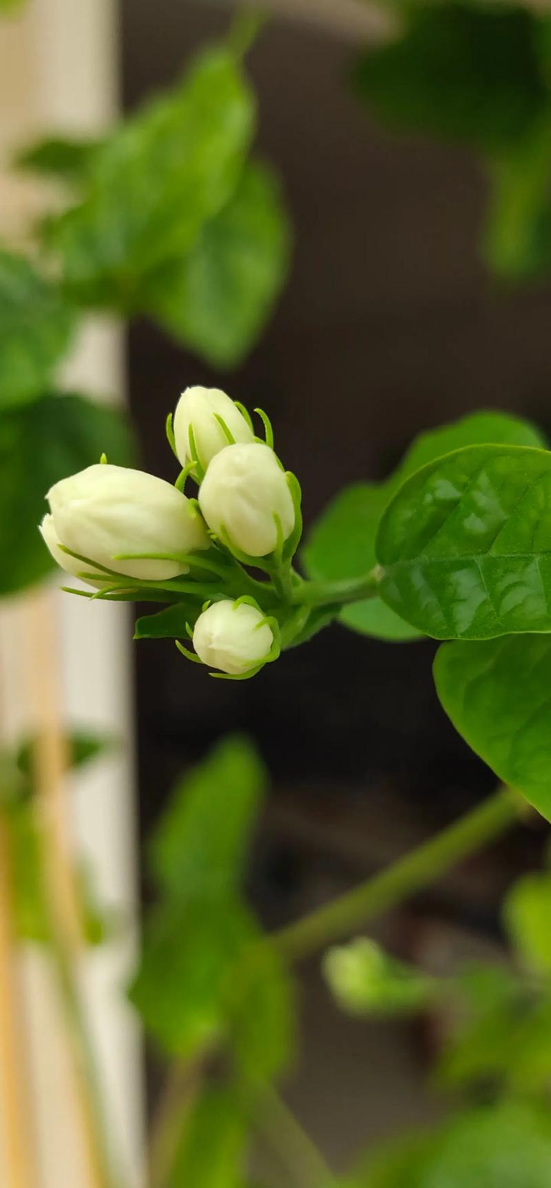 茉莉花品种，茉莉花像什么（茉莉花的图片），茉莉花像什么比喻句和拟人句？-第1张图片-优品飞百科