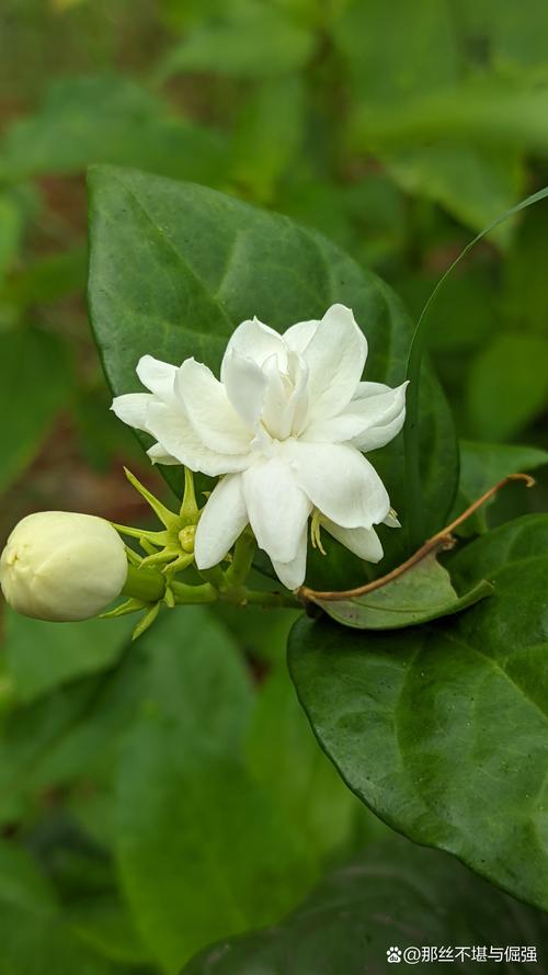 茉莉花品种，茉莉花像什么（茉莉花的图片），茉莉花像什么比喻句和拟人句？-第2张图片-优品飞百科