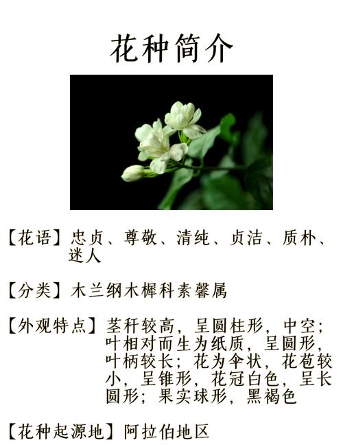 茉莉花品种，茉莉花像什么（茉莉花的图片），茉莉花像什么比喻句和拟人句？-第3张图片-优品飞百科