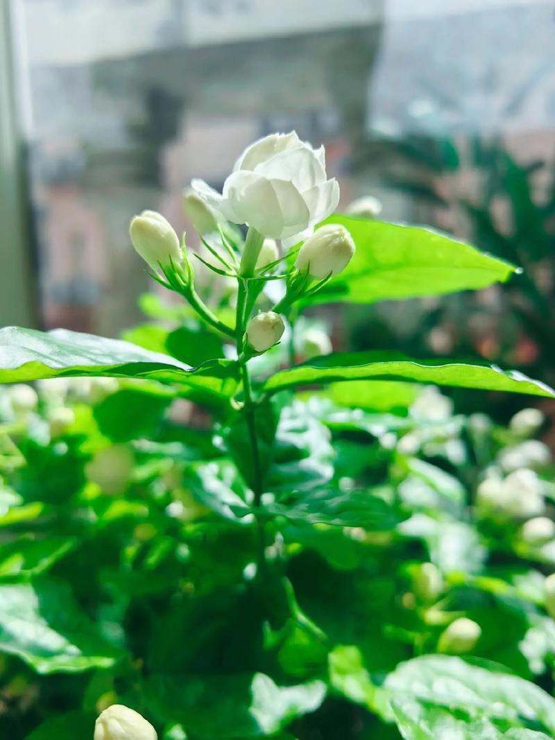 茉莉花品种，茉莉花像什么（茉莉花的图片），茉莉花像什么比喻句和拟人句？-第6张图片-优品飞百科