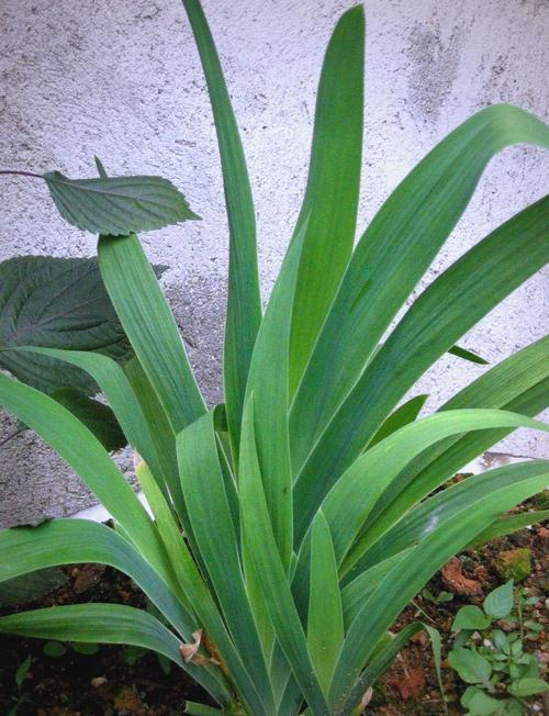 花菖蒲的功效与作用？花菖蒲的功效与作用图片？