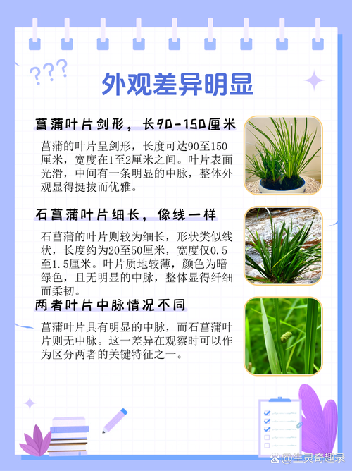 花菖蒲的功效与作用?花菖蒲的功效与作用图片?-第2张图片-优品飞百科 花菖蒲的功效与作用?花菖蒲的功效与作用图片?-第2张图片-优品飞百科