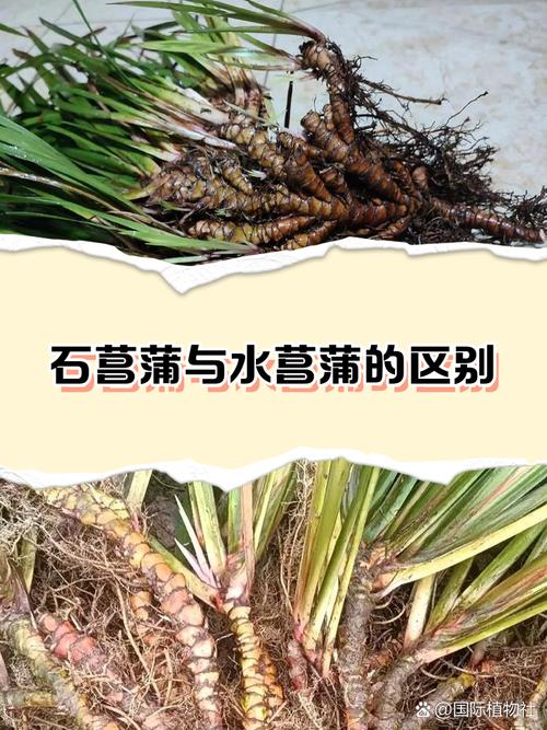 花菖蒲的功效与作用?花菖蒲的功效与作用图片?-第3张图片-优品飞百科 花菖蒲的功效与作用?花菖蒲的功效与作用图片?-第3张图片-优品飞百科