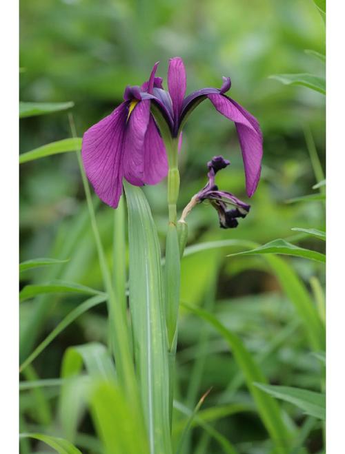 花菖蒲的功效与作用?花菖蒲的功效与作用图片?-第4张图片-优品飞百科 花菖蒲的功效与作用?花菖蒲的功效与作用图片?-第4张图片-优品飞百科