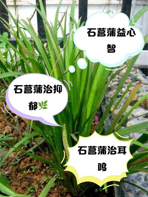 花菖蒲的功效与作用?花菖蒲的功效与作用图片?-第5张图片-优品飞百科 花菖蒲的功效与作用?花菖蒲的功效与作用图片?-第5张图片-优品飞百科