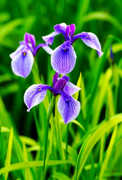 花菖蒲的功效与作用?花菖蒲的功效与作用图片?-第6张图片-优品飞百科 花菖蒲的功效与作用?花菖蒲的功效与作用图片?-第6张图片-优品飞百科