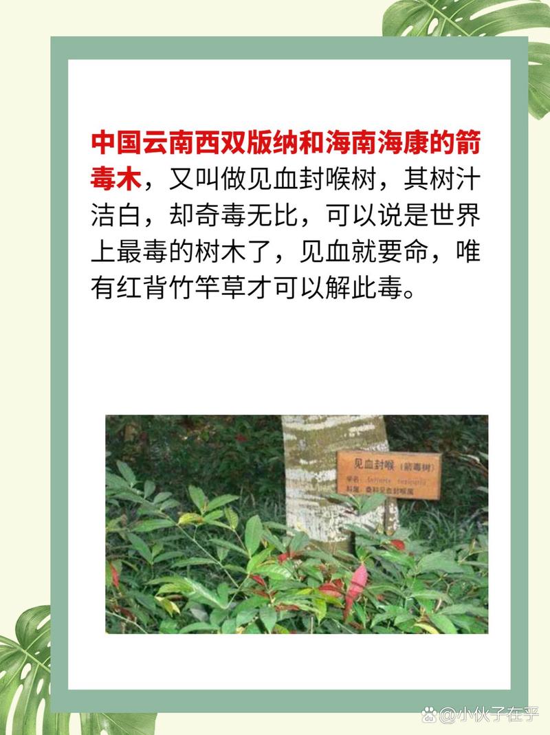 见血封喉的养殖方法和注意事项，见血封喉的药用价值？-第1张图片-优品飞百科