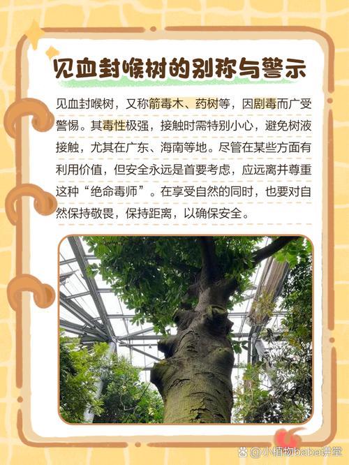 见血封喉的养殖方法和注意事项，见血封喉的药用价值？-第2张图片-优品飞百科