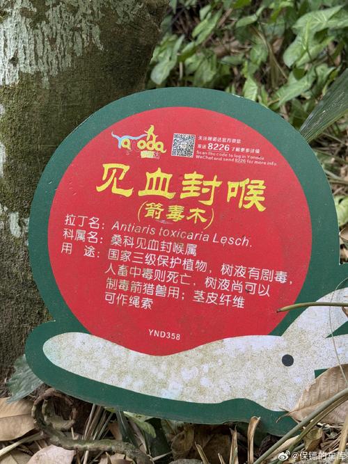 见血封喉的养殖方法和注意事项，见血封喉的药用价值？-第3张图片-优品飞百科