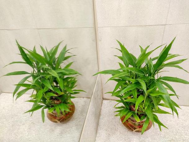 见血封喉的养殖方法和注意事项，见血封喉的药用价值？-第4张图片-优品飞百科