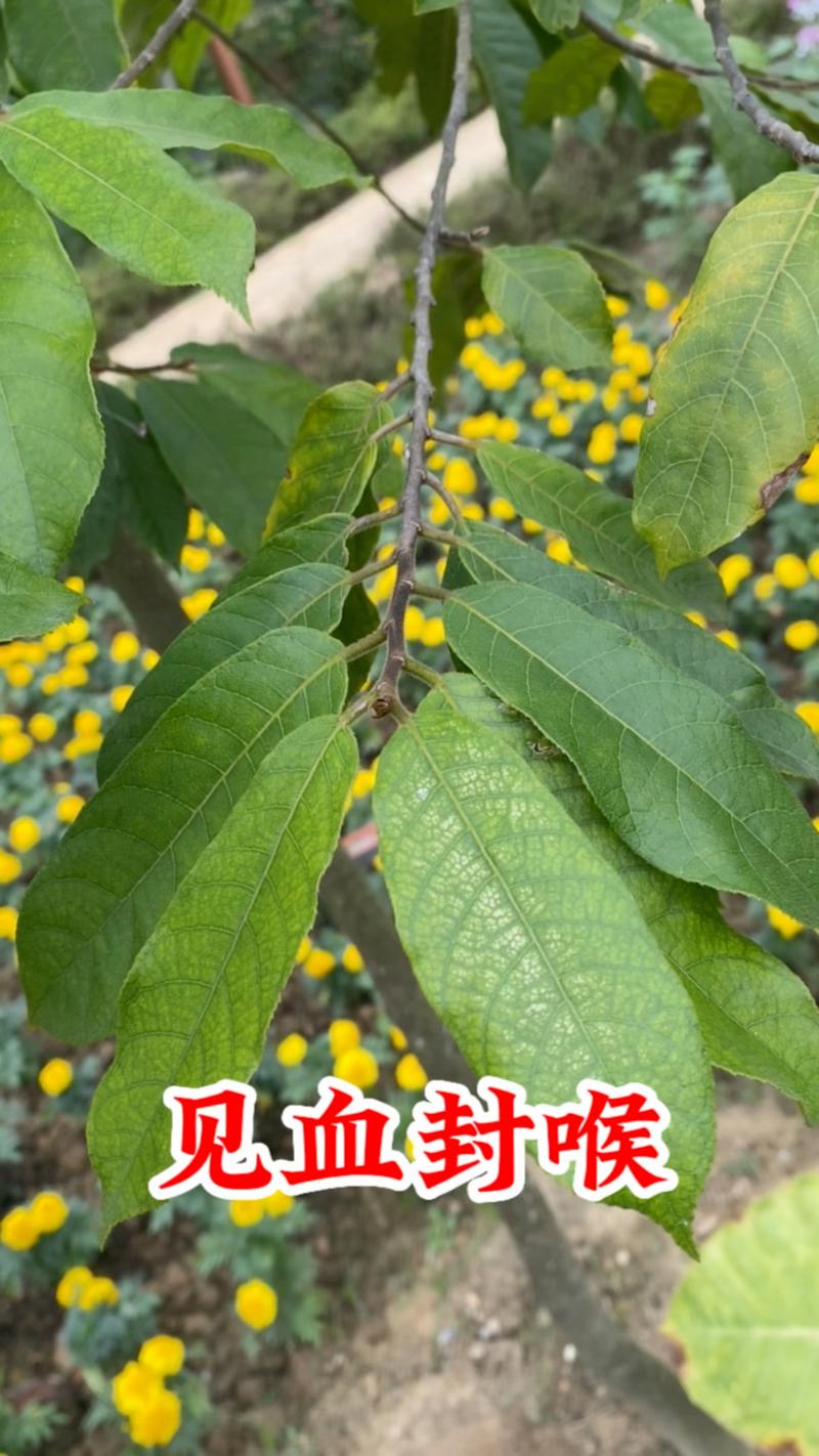 见血封喉的养殖方法和注意事项，见血封喉的药用价值？-第5张图片-优品飞百科