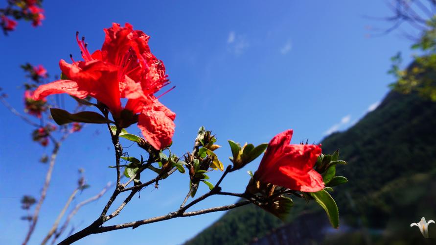 映山红的花语是什么，有什么寓意？？映山红的花语是什么,有什么寓意吗？-第2张图片-优品飞百科