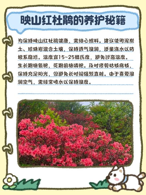 映山红的花语是什么，有什么寓意？？映山红的花语是什么,有什么寓意吗？-第3张图片-优品飞百科