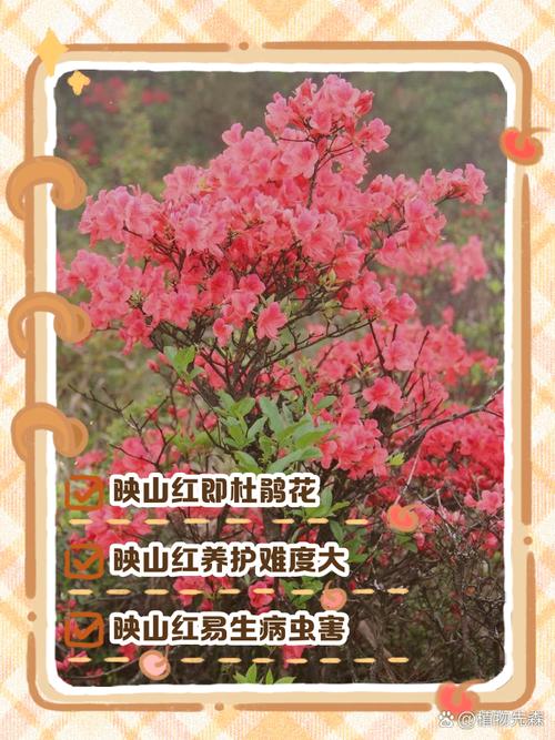 映山红的花语是什么，有什么寓意？？映山红的花语是什么,有什么寓意吗？-第4张图片-优品飞百科