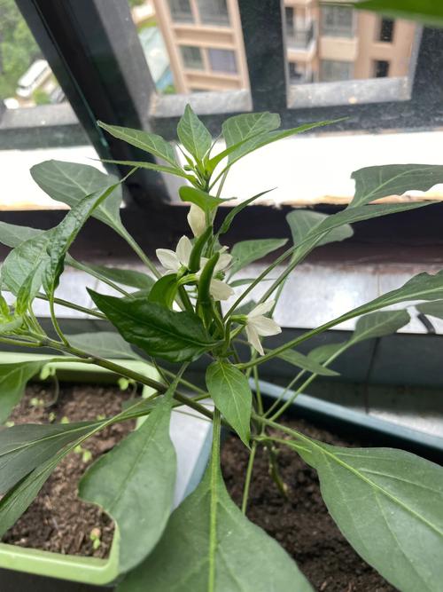 鸡泽县天气预报,河北鸡泽县天气预报?-第4张图片-优品飞百科 鸡泽县天气预报,河北鸡泽县天气预报?-第4张图片-优品飞百科