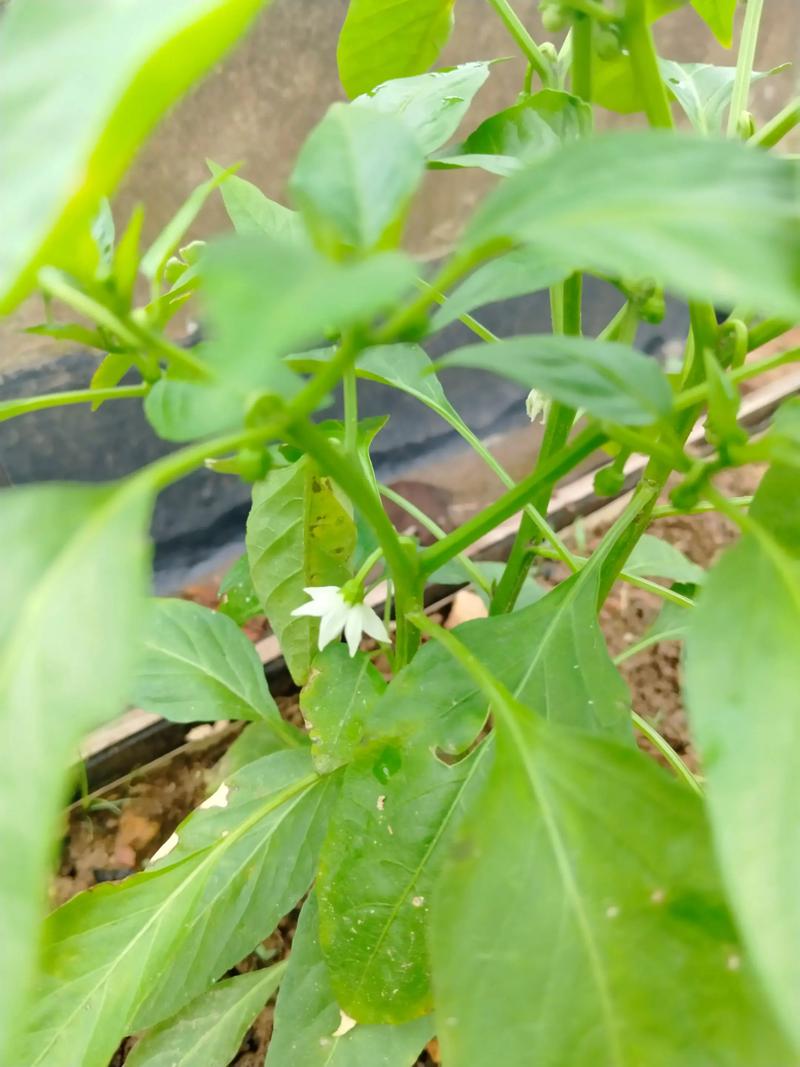 鸡泽县天气预报,河北鸡泽县天气预报?-第5张图片-优品飞百科 鸡泽县天气预报,河北鸡泽县天气预报?-第5张图片-优品飞百科