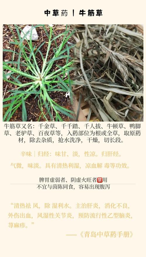 鹅掌草的功效和作用？鹅掌草图片？