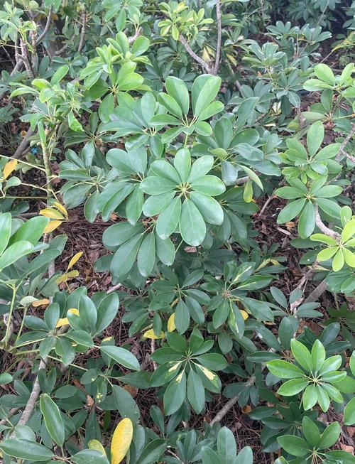 鹅掌草的功效和作用？鹅掌草图片？-第2张图片-优品飞百科