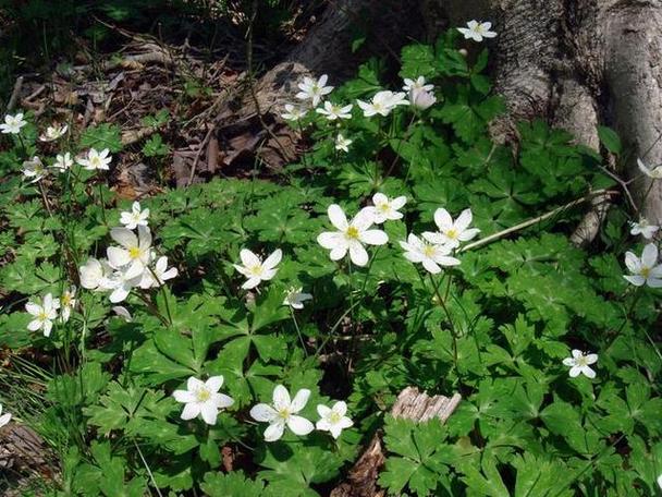 鹅掌草的功效和作用？鹅掌草图片？-第3张图片-优品飞百科