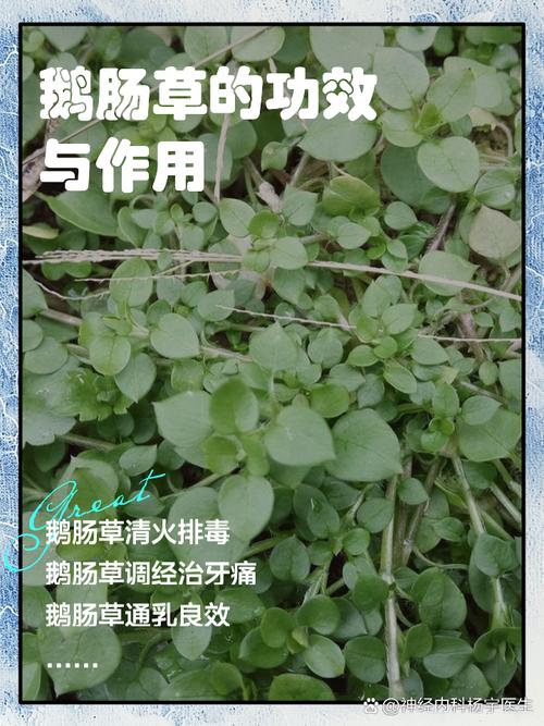 鹅掌草的功效和作用？鹅掌草图片？-第4张图片-优品飞百科