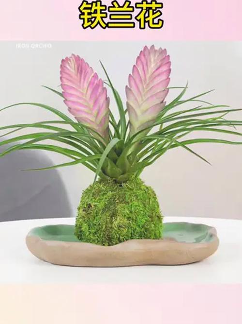 铁兰的功效和作用？铁兰的种植与养护？-第1张图片-优品飞百科