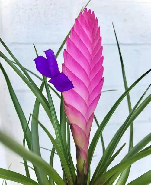 铁兰的功效和作用？铁兰的种植与养护？-第2张图片-优品飞百科