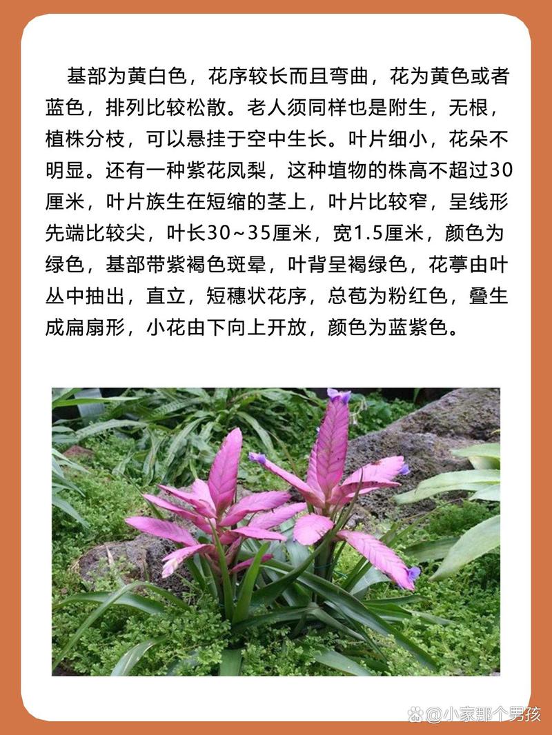 铁兰的功效和作用？铁兰的种植与养护？-第3张图片-优品飞百科