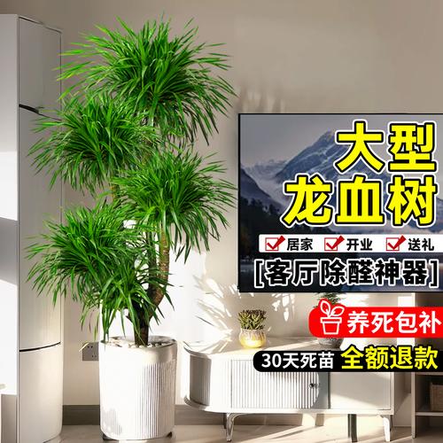 铁兰的功效和作用？铁兰的种植与养护？-第4张图片-优品飞百科