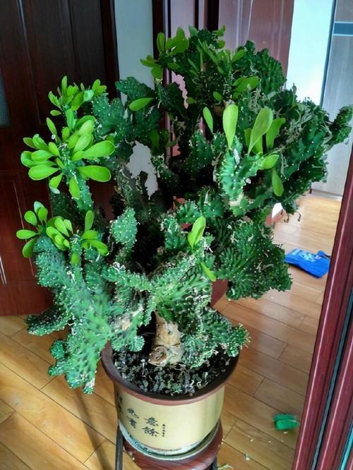 铁兰的功效和作用？铁兰的种植与养护？-第5张图片-优品飞百科