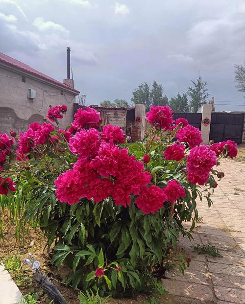 小雏菊花语，小雏菊图片，小雏菊的花语和寓意适合送给哪些人-第3张图片-优品飞百科