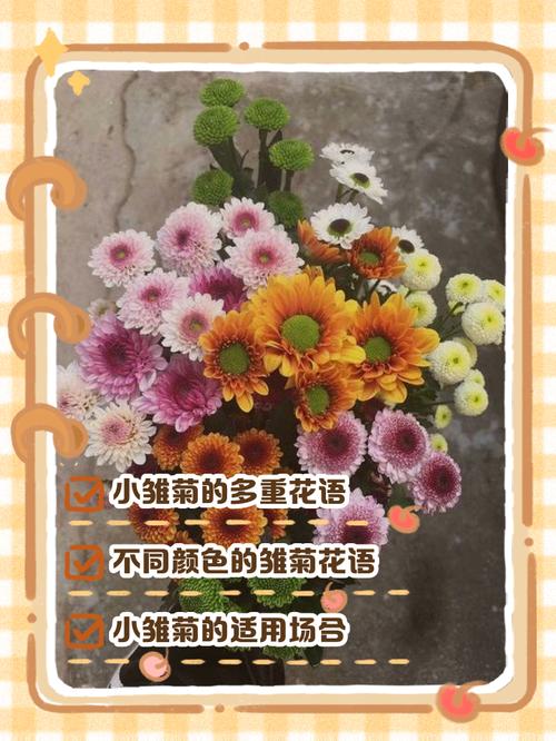 小雏菊花语，小雏菊图片，小雏菊的花语和寓意适合送给哪些人-第4张图片-优品飞百科